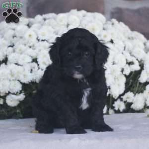 Kelsey – F1b, Cavapoo Puppy